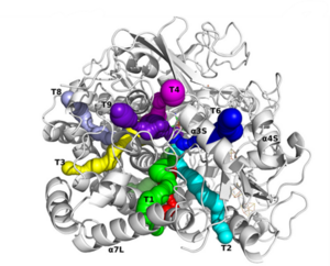 Tunnels and unbinding pathways of CO identified in the [NiFe] hydrogenase.