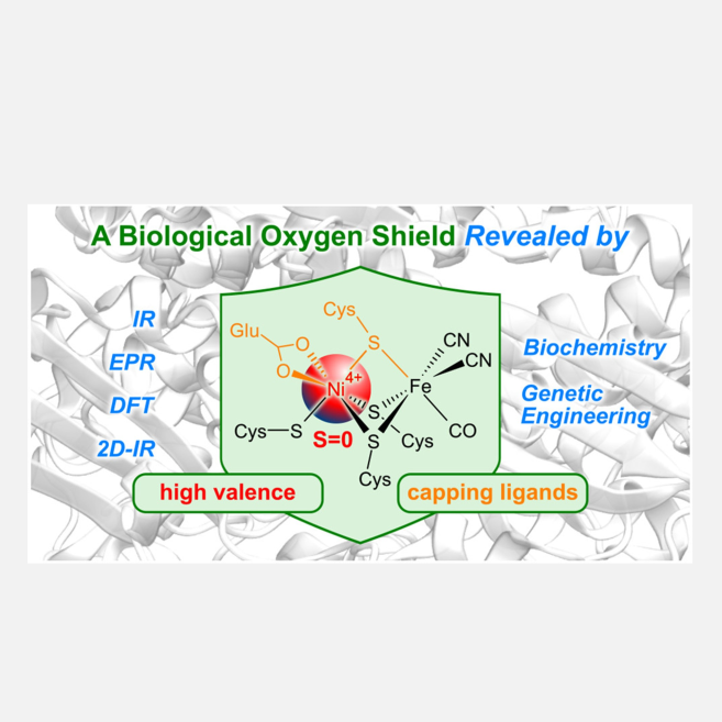 UniSysCat: How A Hydrogenase Protects Itself From Oxygen